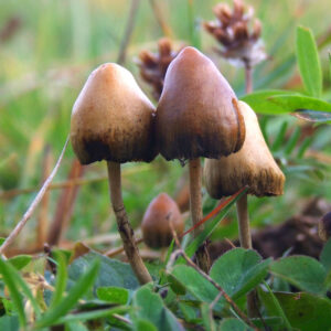 Latest discovery of compounds in psychedelics mushrooms