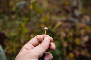 Latest Psilocybin based therapies for Cancer