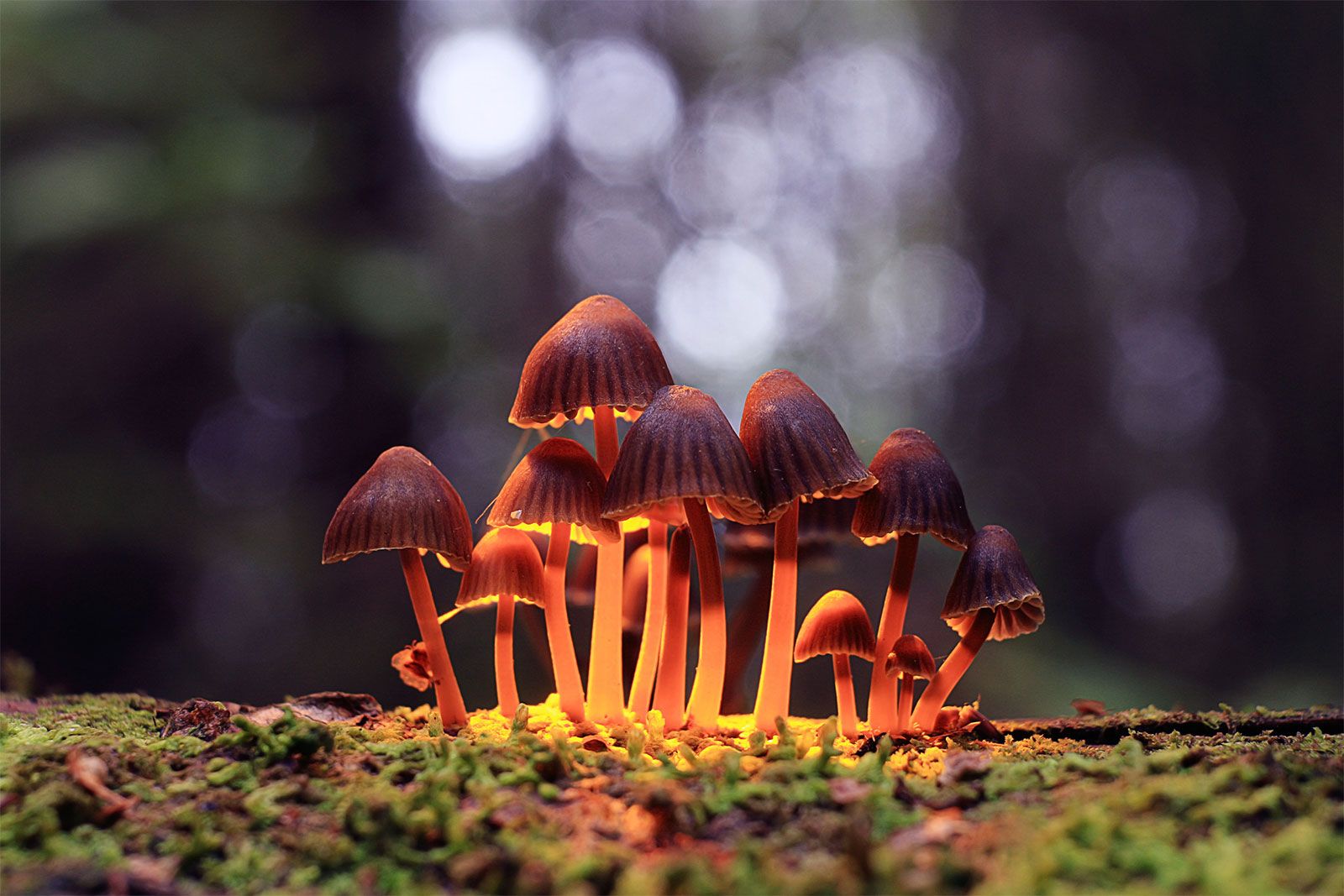 How Natural Psilocybin Differs from Synthetic Psilocybin (and Why It Matters)