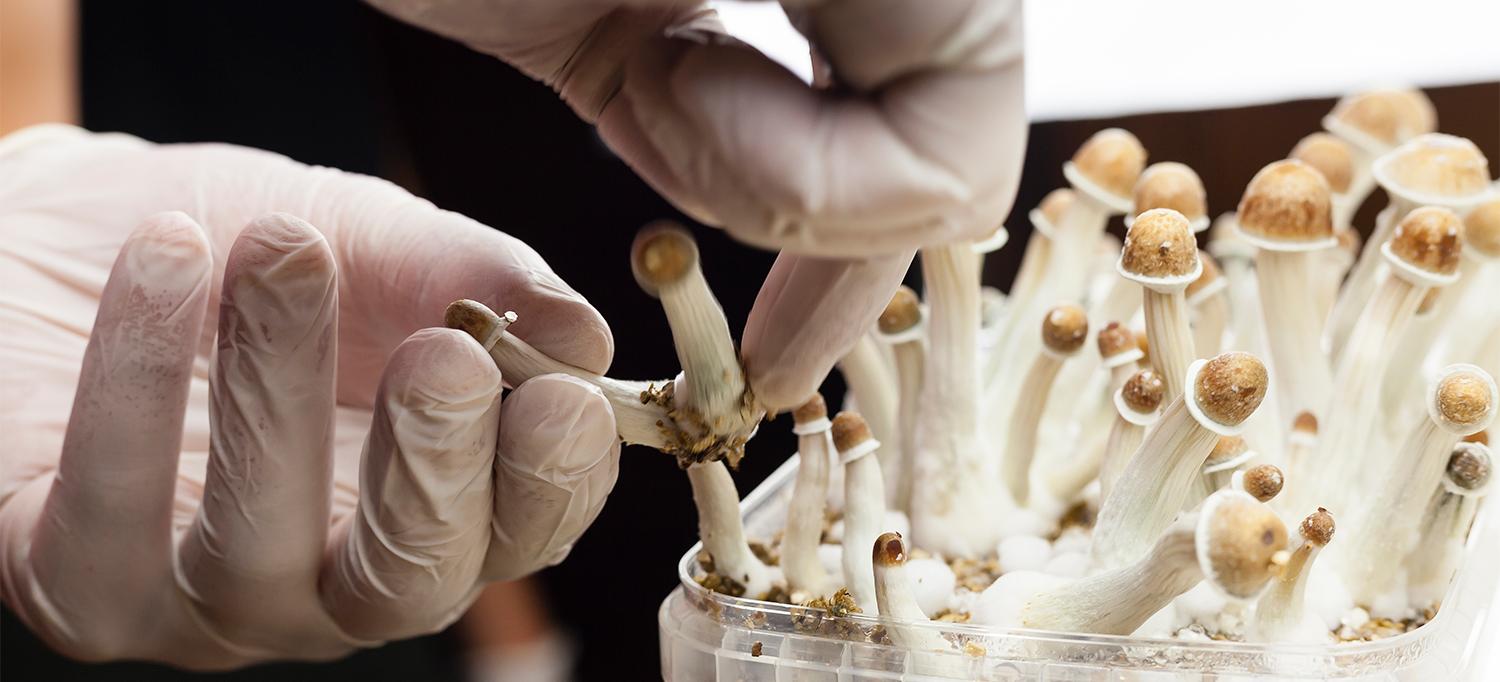 Psilocybin Research In Massachusetts 2025