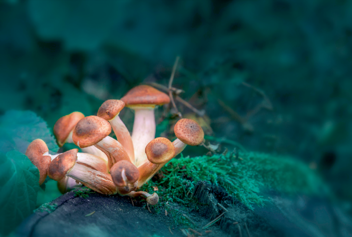 Psilocybin and the Next Generation of Mental Health Professionals