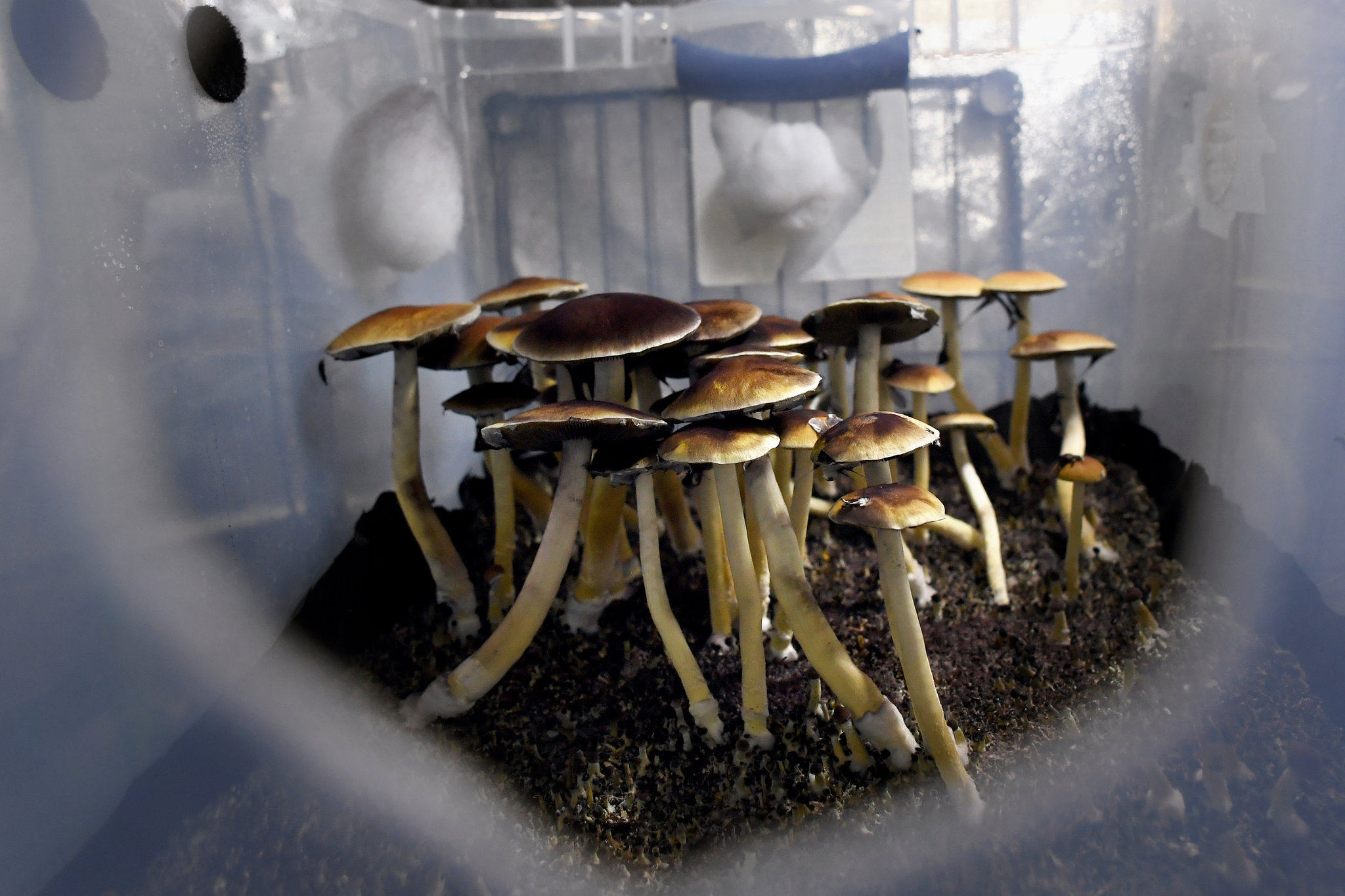 How Psilocybin Research Fits into Massachusetts Biotech Ecosystem
