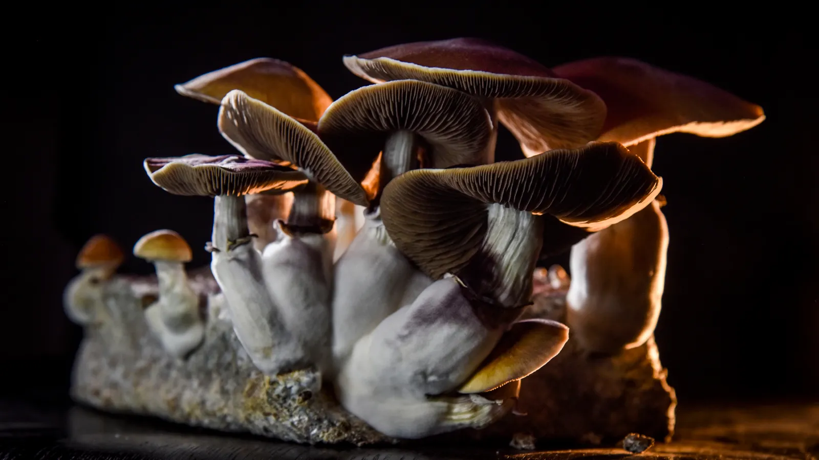Worcester and Western Massachusetts Role in Psilocybin Studies