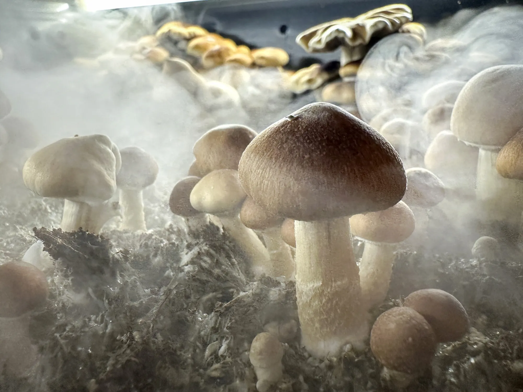 Psilocybin Investment Opportunities in 2025