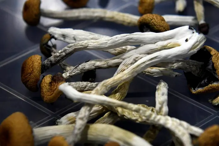 Psilocybin Market Growth Forecast United States